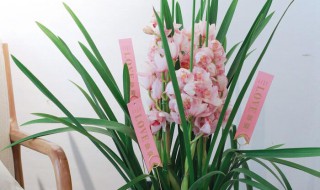 北方大花蕙兰养殖方法（北方大花蕙兰怎么养）