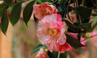 七彩茶花养殖方法 养护七彩茶花教程