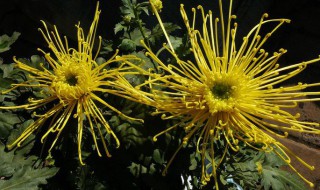 金丝菊的修剪方法（金丝菊的修剪方法和技巧）