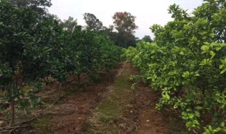 柑橘冬肥施肥方法（怎样施柑橘冬肥）