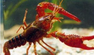 豆渣喂龙虾正确方法（豆渣喂龙虾正确方法图片）