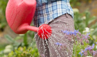 夏季种植花苗有技巧（夏季种植花苗有技巧吗）