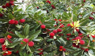 杨梅苗扦插方法 杨梅树苗扦插技术