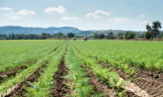 小茴香播种时间及方法 小茴香播种时间及方法介绍