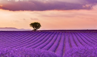 薰衣草幼苗的养殖方法（薰衣草幼苗怎么养）