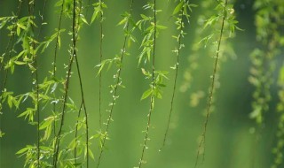 春天的雨是什么声音比喻句 春天的雨是什么声音比喻句子