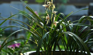 种植兰花的土是什么土（兰花 什么土）