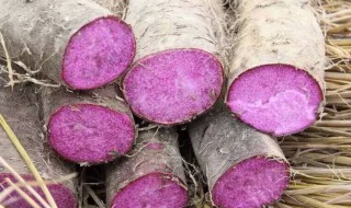 紫山药简单做法（紫山药简单做法视频）