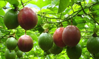 如何挑选百香果才甜 怎样挑选百香果才甜