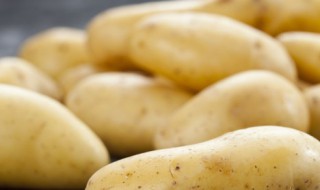 家常土豆饼怎么做 家常土豆饼怎么做的