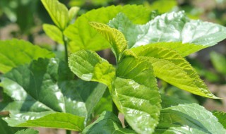 桑叶怎么样保鲜 桑叶如何保鲜