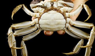 活的小螃蟹怎么保鲜（活的小螃蟹怎么保鲜存放）