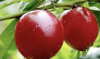 油桃可以多吃吗 油桃可以多吃吗会上火吗