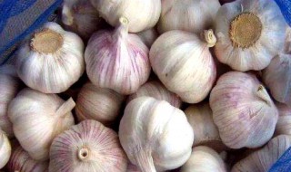 大蒜为什么不能放冰箱里（大蒜为什么不能放冰箱里面）