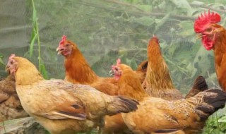 老母鸡哪些人不能吃（老母鸡什么人不能吃）