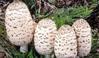 怎么知道鸡腿菇坏了(怎么看鸡腿菇坏了)