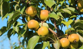 南果梨的禁忌(南果梨什么人不能吃)