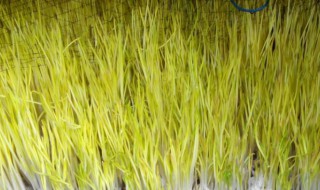 家里怎么种蒜黄（家里怎么种蒜黄花菜）