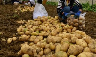 洋芋怎么种（洋芋怎么种要注意些什么?）