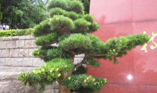 松树怎么种（松树底下可以种植什么）