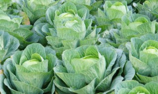 甘蓝怎么种 狍子甘蓝怎么种