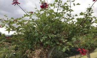 刺桐怎么种(刺桐种子怎么种)