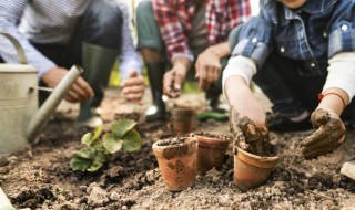 铁树种子能种吗 铁树种子能种吗有毒吗