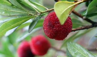 冰镇野生杨梅的做法（冰冻杨梅的做法）