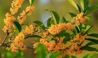 桂花茶怎么做的 桂花茶怎么做的视频