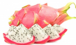 火龙果树怎么种 火龙果树怎么种植方法