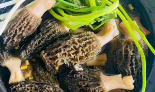 排骨羊肚菌汤的做法 排骨羊肚菌汤的做法大全集