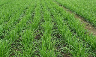 韭菜苗怎么种 韭菜苗怎么种植长得好