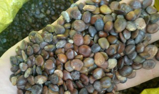 皂角种子怎么种（皂角种子怎么种?）