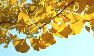 杏树怎么种（杏树怎么种植方法）