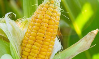 北方玉米的种植时间是什么时候(北方玉米种植时间和收获时间)