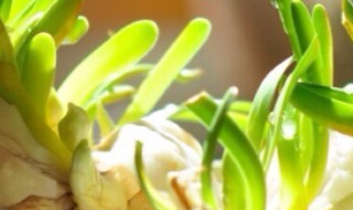 水仙花种球选大的还是小的好 水仙花种球选大的还是小的好养