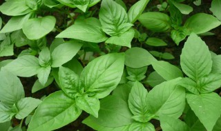 九层塔怎么种（九层塔怎么种培）