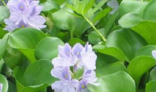 水葫芦种子怎么种（水葫芦种子怎么种植）