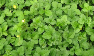 蛇莓怎么种 蛇莓怎么种植