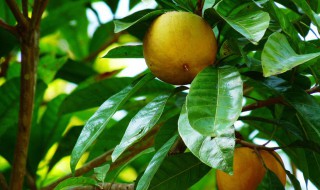 蛋黄果籽怎么种（蛋黄果核怎么种）