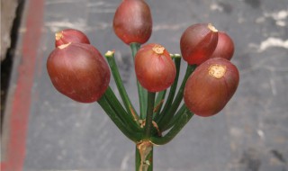 达木兰籽怎么种（达木兰种子怎么种）