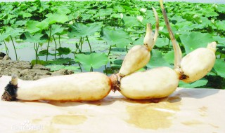 水缸怎么种藕 水缸怎么种藕视频