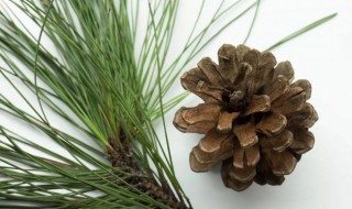 松塔籽怎么种（松塔籽有什么作用）