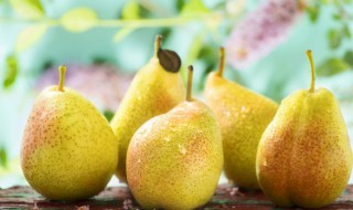 梨的水果籽怎么种 梨子的籽怎么种