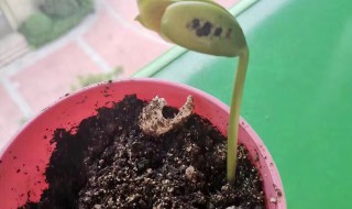 有字的豆子怎么种 上面有字的豆子怎么种