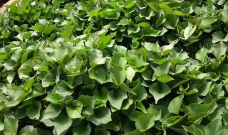 红薯苗怎么种（红薯苗怎么种植方法）