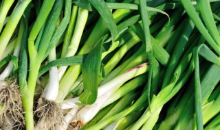 阳台怎么种蒜苗（阳台怎么种蒜苗好看）