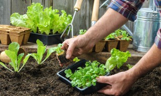 对叶草怎么种（对叶草怎么养）