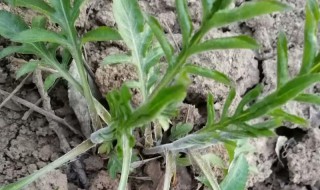 苍术怎么种 苍术怎么种植?苍术的种植技术视频