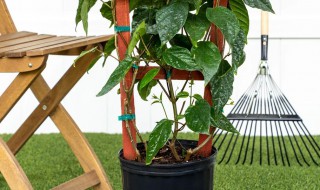 龙吐珠种子怎么种（龙吐珠种子种出来会变异吗）